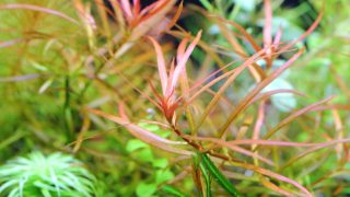 Thumbnail of post image 067